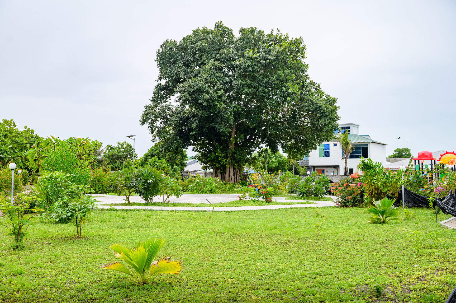 Nika Park